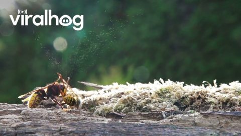 Spectacular Fight Between Hornet And Yellow Jacket || ViralHog