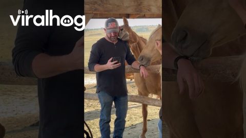 Goofy Horse Photobombs Commercial Filming || ViralHog