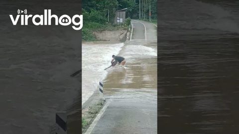 Man Rescues Drowning Dog From Flooding Road || ViralHog
