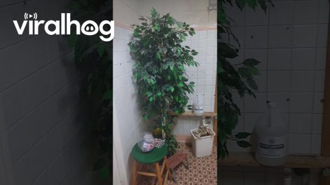 Weird Bathroom Has Odd Decor And Tandem Poop Stations || ViralHog