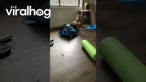 Cat Confounded By Paper Bag || ViralHog