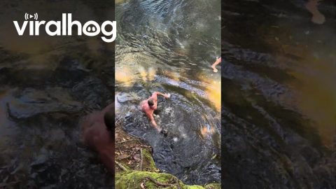 Elderly Dog Is No Longer Buoyant || ViralHog