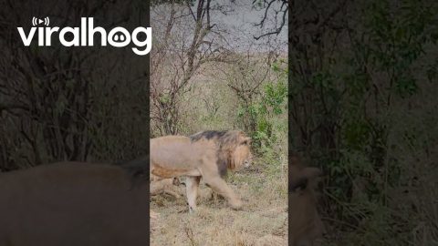 Black Necked Spitting Cobra Scares Off Lion Pride || ViralHog