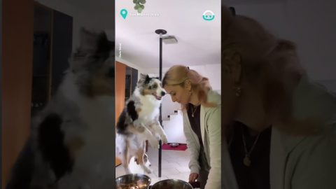 Dog Jumps For Meals || ViralHog