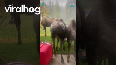 Moose Family Visit || ViralHog