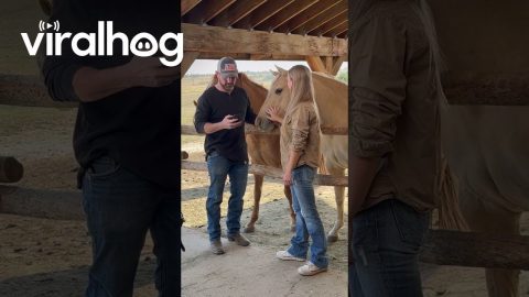 Wesley Plays Part Of Perfectly Normal Horse || ViralHog
