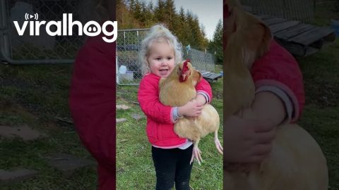 This Toddler Loves Chickens || ViralHog