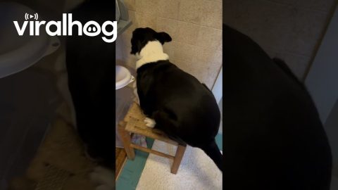 Dog Wobbles on Shaky Stool || ViralHog