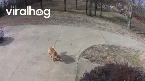 Golden Mail Retriever || ViralHog