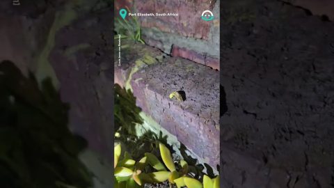 Glow Worm Discovery || ViralHog