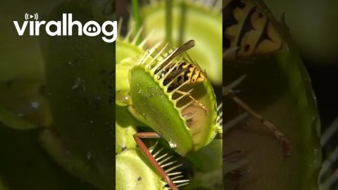 Venus Flytrap Devours Wasp || ViralHog
