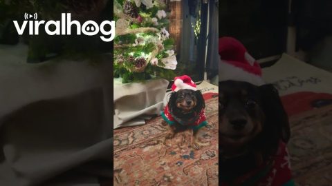 Dog Is Good Sport About Christmas Sweater Pictures || ViralHog