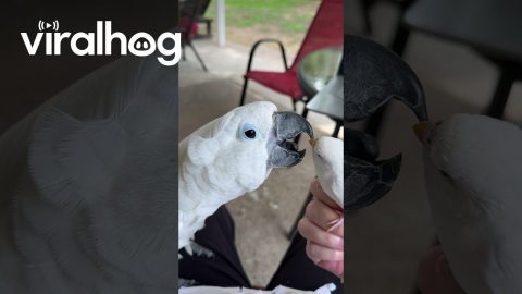 Cockatoo Tongues Little Parrot || ViralHog