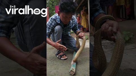 Rescuing a Snake Stuck in a Pipe || ViralHog