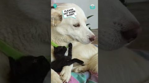 Dogs Are Really Saints || ViralHog