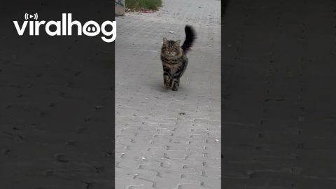 Cat Struts for the Camera || ViralHog