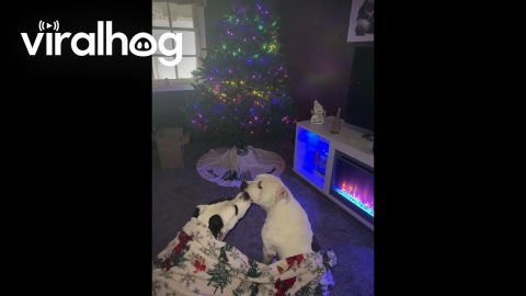 Pitties Kissing in Front of the Christmas Tree || ViralHog
