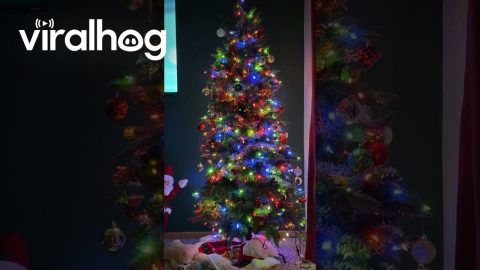 Void Cat Stares From Christmas Tree || ViralHog