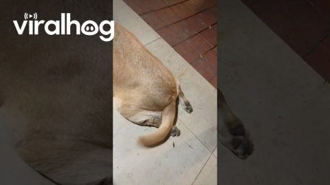 Stella Likes Being Called a Good Girl || ViralHog