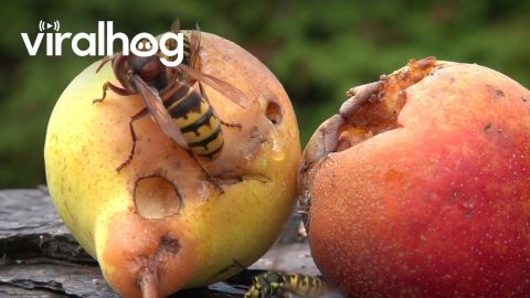 Hornet And Wasp Fight Over Sugary Fruit || ViralHog