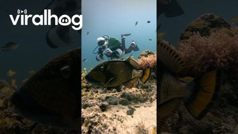Santa And The Trigger Fish || ViralHog
