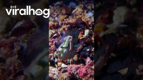Crab Camouflages With Carried Sea Anemones || ViralHog