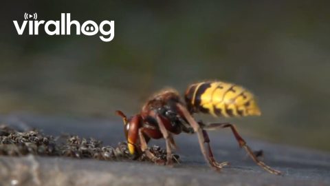 Hornet Hurls Ants Into Air || ViralHog