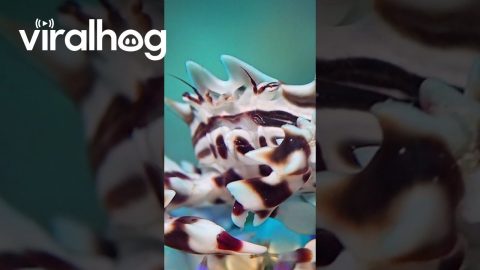Zebra Crab Climbs Over Urchin || ViralHog