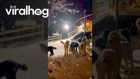 Goldendoodle Gang Gather In The Snow || ViralHog