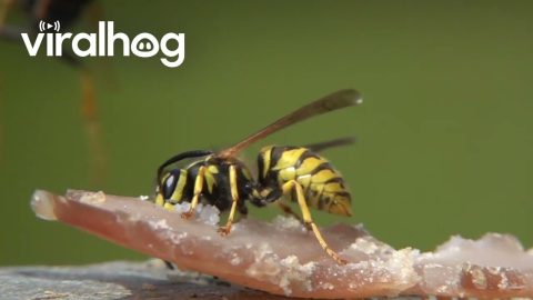 Slow Motion Footage of Wasps Feeding || ViralHog