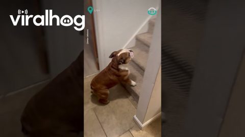 This Dog Wants Donuts || ViralHog