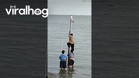 Kind Stranger Climbs Pole to Rescue Seagull || ViralHog