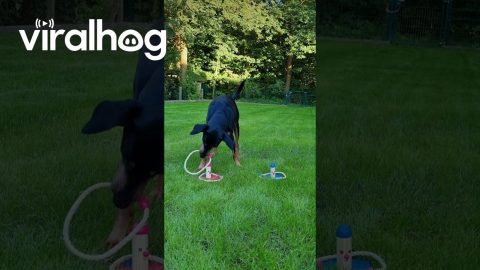 Clever Dog Sorts Toys By Color || ViralHog