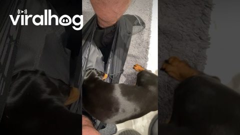 Miniature Dachshund Burrows In Boxers || ViralHog