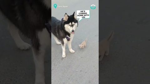 Husky Makes Buddies with Kitten || ViralHog