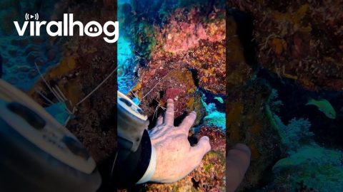 Shrimp Gives Man A Manicure || ViralHog