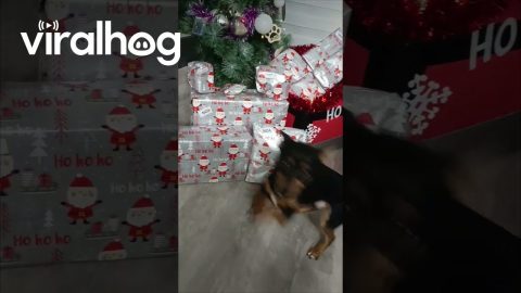 Puppy Wants To Open Presents Please || ViralHog