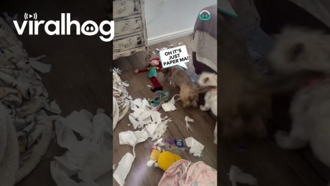 Not The Dogs Making A Mess For Sure || ViralHog