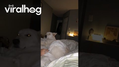 Dog Refuses To Put Leg Down || ViralHog