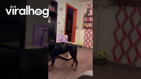 Clever Dog Deceives Test of Patience || ViralHog