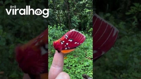 A Very Colorful Moth || ViralHog
