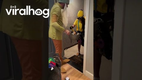 Merlin the Pig Greets Trick-or-Treaters || ViralHog