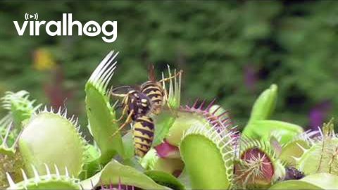 Venus Flytraps Catch Wasps || ViralHog