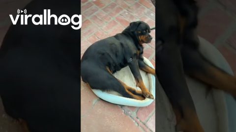 Large Rottweiler Likes Small Bed || ViralHog