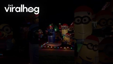 The Christmas Minion House || ViralHog