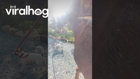 Jack Russell Takes Horse For Walk || ViralHog