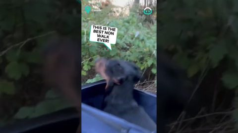 Doggo Loves Stroller Walks || ViralHog