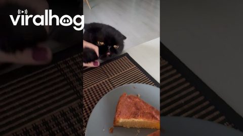 Hungry Derp Begs For Cake || ViralHog