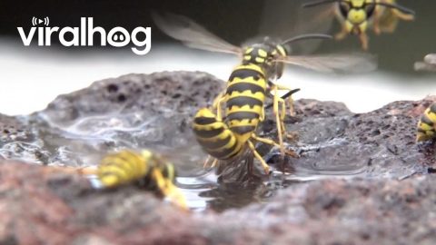 Wasps Jostle Against Bees In Garden || ViralHog