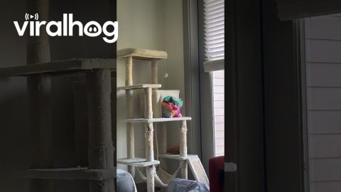 Cat Stuffs Herself Into Cozy Condo || ViralHog